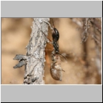 Agenioideus cinctellus - Wegwespe mit Spinne 01e - Sandgrube Niedringhaussee.jpg